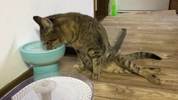 当初は足を投げ出すスタイルで食事をしていた、らい