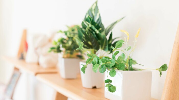 観葉植物