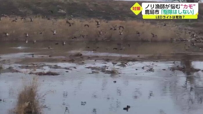 カモが一斉に…