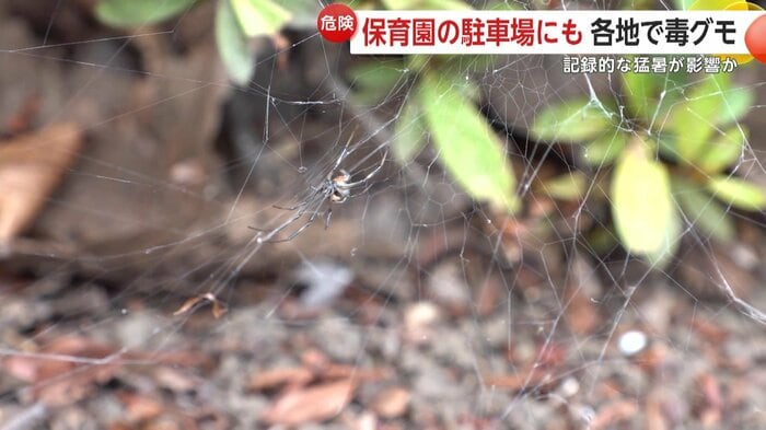 ビルの植え込みで発見されたセアカゴケグモ(東京・お台場)