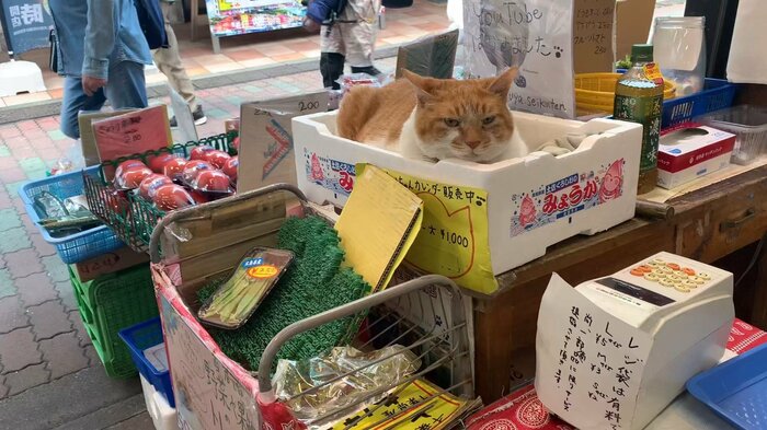 レジ横の箱が定位置に