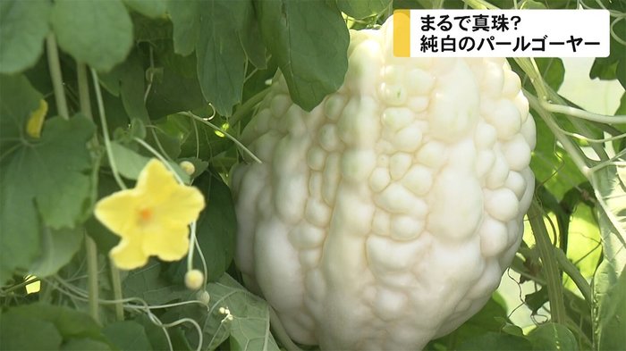 真珠をイメージした「パールゴーヤー」を沖縄ブランドに 若手生産者の挑戦と奮闘