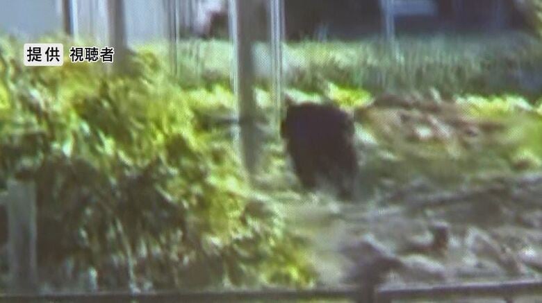 クマが住宅の庭を徘徊　警察官がクラクションを鳴らすと山へ　体長約1ｍの成獣か　周辺で目撃情報10件　住民に注意呼びかけ　恒例のマラソン大会を中止｜FNNプライムオンライン