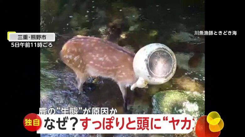 【独自】｢かわいそうよねぇ」鹿の頭に“やかん”がすっぽり　1時間にわたる格闘で救出…鉄分補給のためか　三重・熊野市｜FNNプライムオンライン