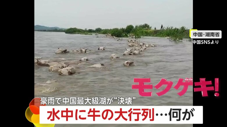 【危険】濁流を進む牛の大行列…動物たちが大移動！中国最大級の湖の堤防が200メートル以上も決壊…6000人避難も｜FNNプライムオンライン