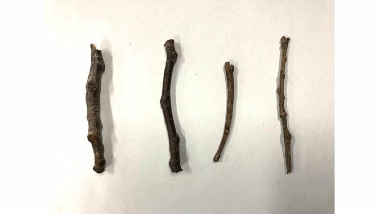 どう見ても4本の“小枝”…「どれが虫かわかりますか？」千葉市動物公園のクイズのレベルが高い｜FNNプライムオンライン