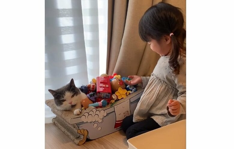 「やめろや…」3歳娘におもちゃをたくさん乗せられるお兄ちゃん猫が“虚無顔”…関係性を聞いた