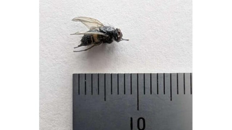 小学校給食のスープにハエ混入…盛り付け時に判明し児童は食べず　給食センターを点検・清掃（島根）　｜FNNプライムオンライン