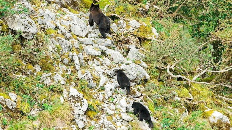 ブナの大凶作予想で被害拡大か？クマはなぜ畑や町に降り、人を襲うのか。生態と行動をひもとく｜FNNプライムオンライン