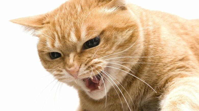 保護したい猫との“心の距離”はどうすれば縮まる？警戒心を解くならコツは接し方。猫から信頼されたサインも聞いた｜FNNプライムオンライン