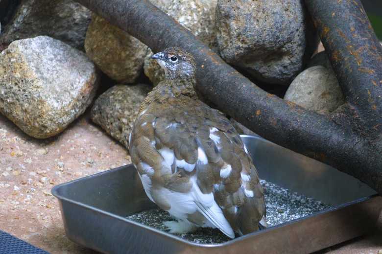 夏の時期のスバールバルライチョウ 「(公財)東京動物園協会提供」