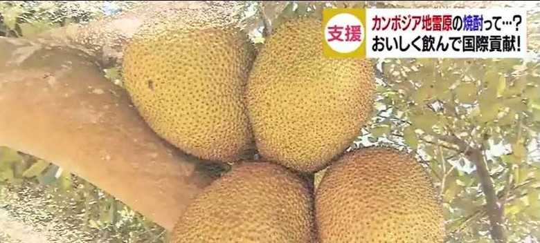 ジャックフルーツ
