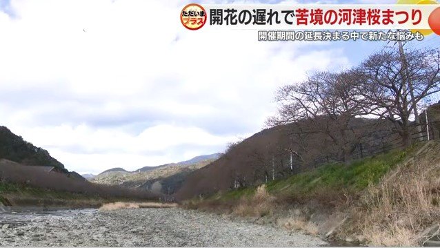 2025年2月の河津桜まつり
