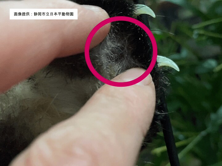 黒い豆粒大のレッサーパンダの肉球