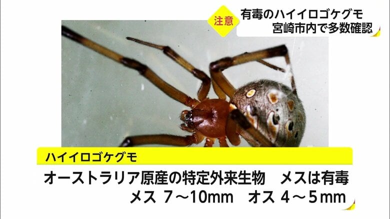 特定外来生物に指定されているハイイロゴケグモ