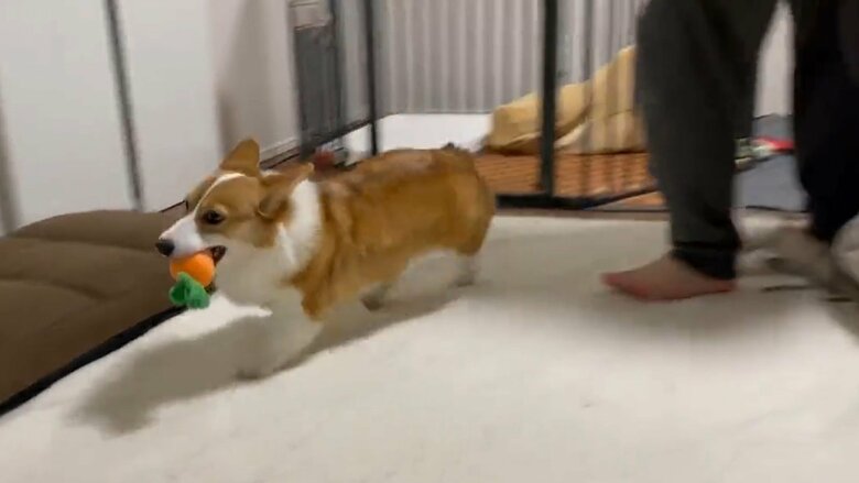 おもちゃを加えると走り回る