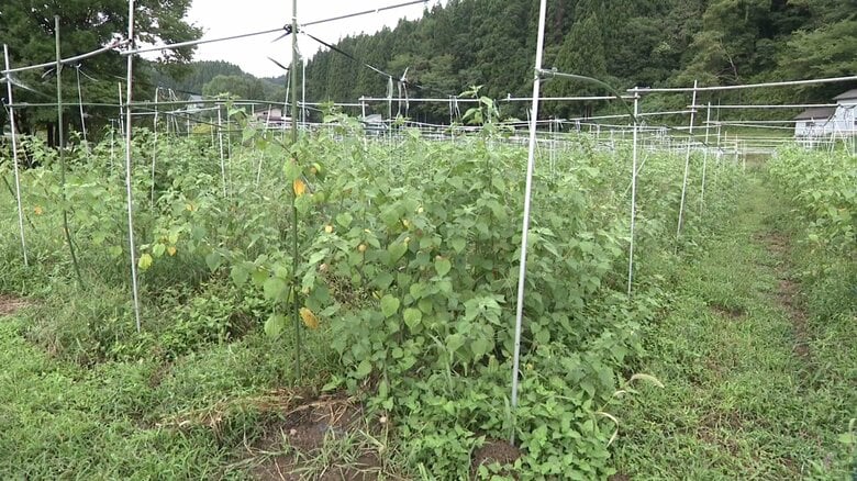 食用ホオズキを栽培している「たじゅうろう農園」（秋田・上小阿仁村）