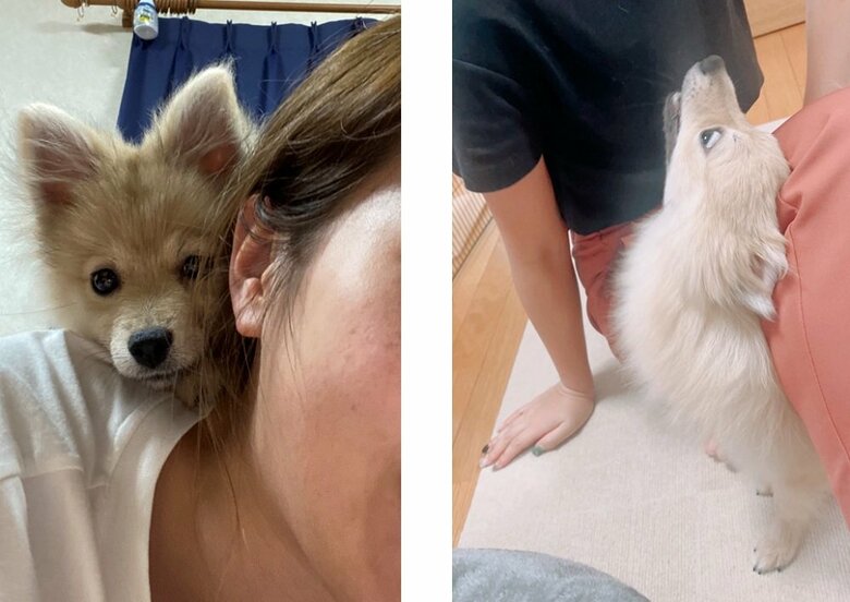 顔にくっついてきたり、足の隙間に無理矢理入ろうとしてくる