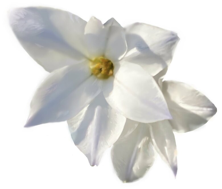 外に咲いていた花の影色が美しかったのでスケッチ（提供：ななさん）