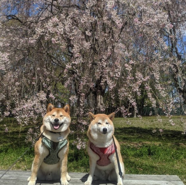 左：だんくん　右：ぼんちゃん（提供：natsumi.nnnさん）