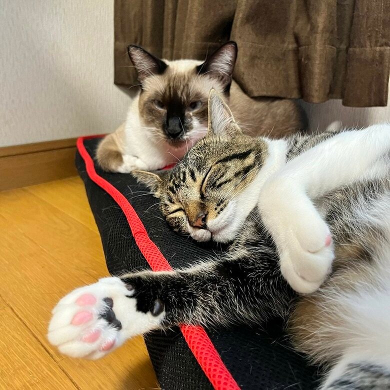 一緒に暮らしている猫とも仲良し