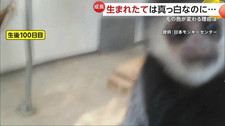 真っ白だった毛が黒くなっている「イエモン」くん