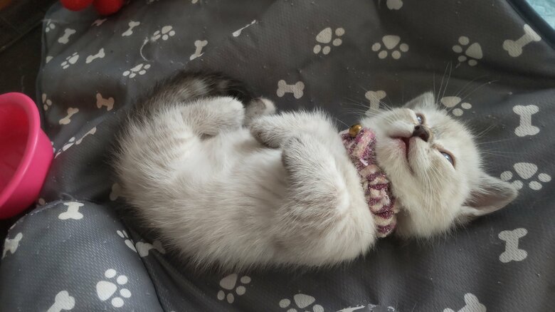 らむねちゃんのへそ天