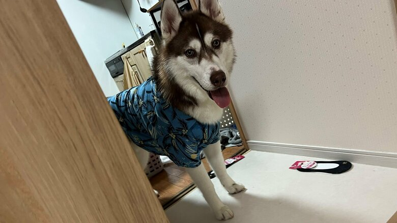 犬用の服を着たとき