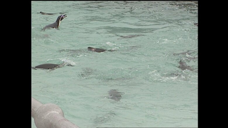 30年以上前にも訪問されていた　1993年10月