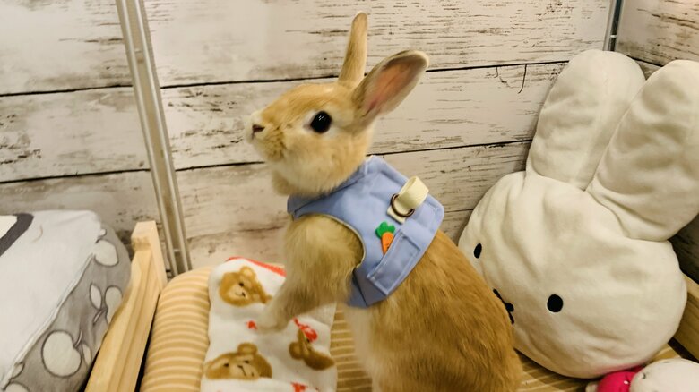 提供：げんまいとうるちさん