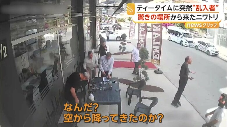 突然ニワトリが飛んできたティータイム