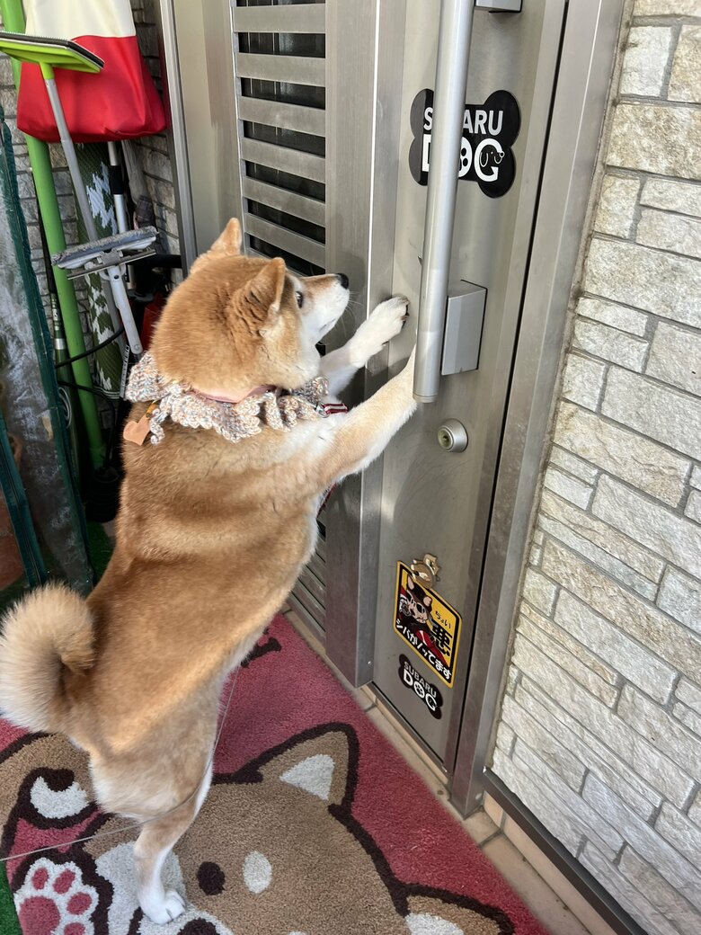 画像提供：柴犬ハナさん