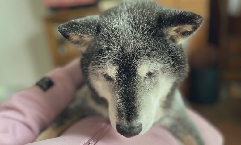 普段の抱っこはこんな感じ