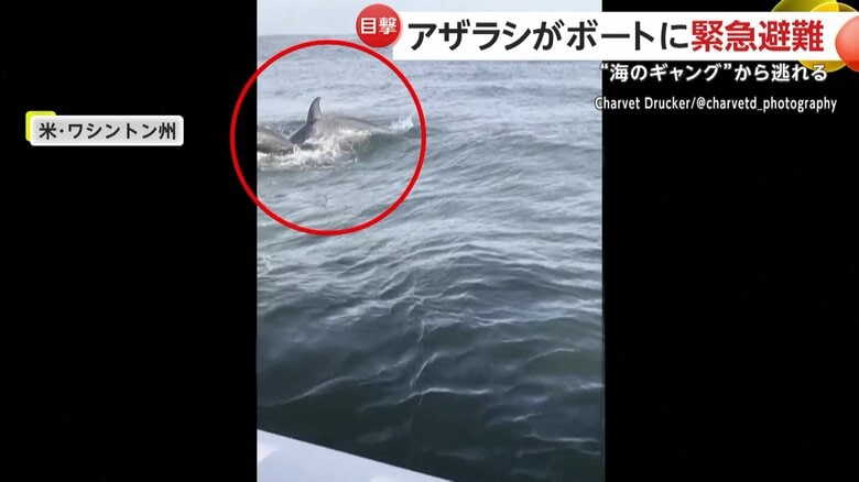 息を合わせてボートを激しく揺らすシャチたち