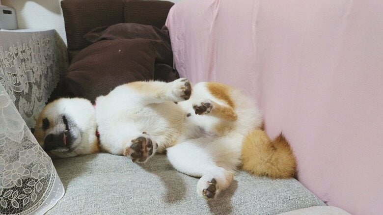 別日のお見送りの様子　一応前足を上げて見送っている…？