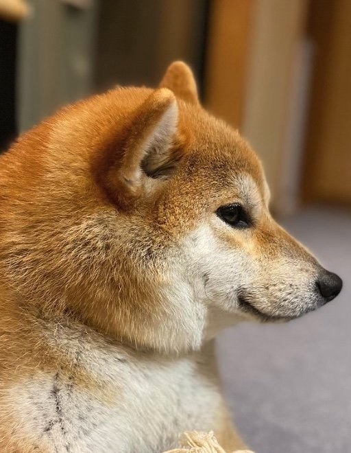 提供：柴犬こむぎさん