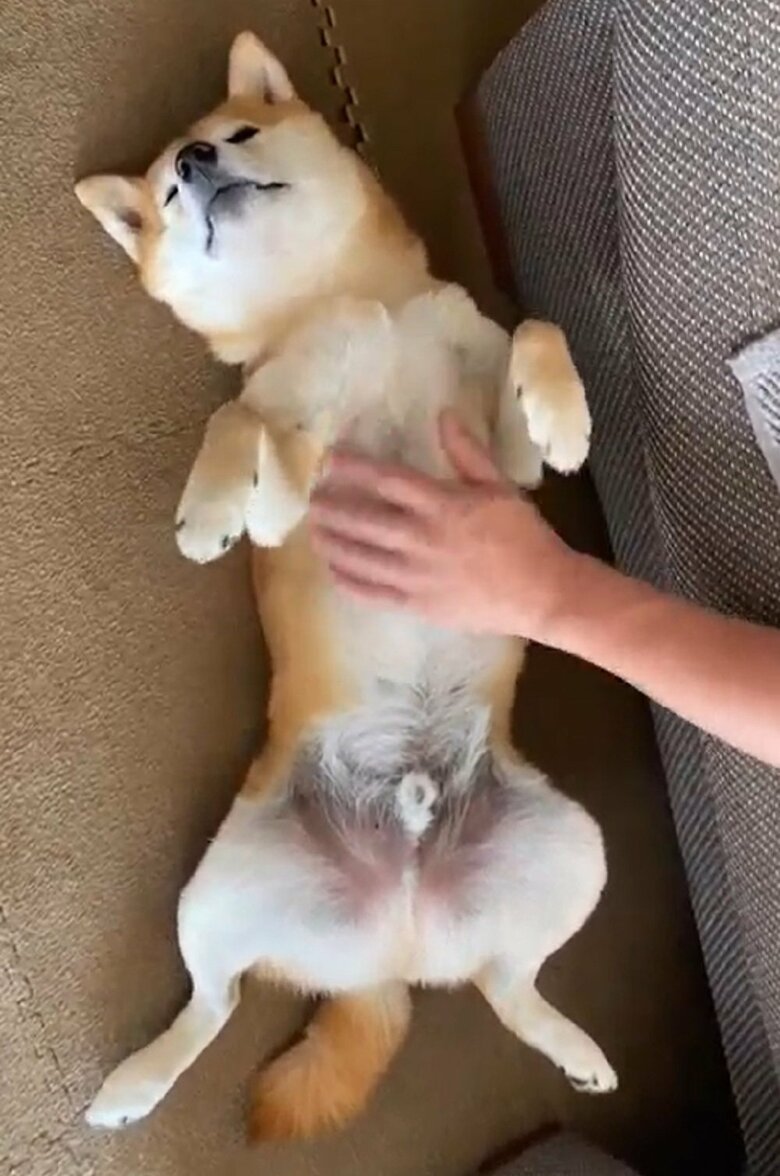 おなかをなでられて幸せそう