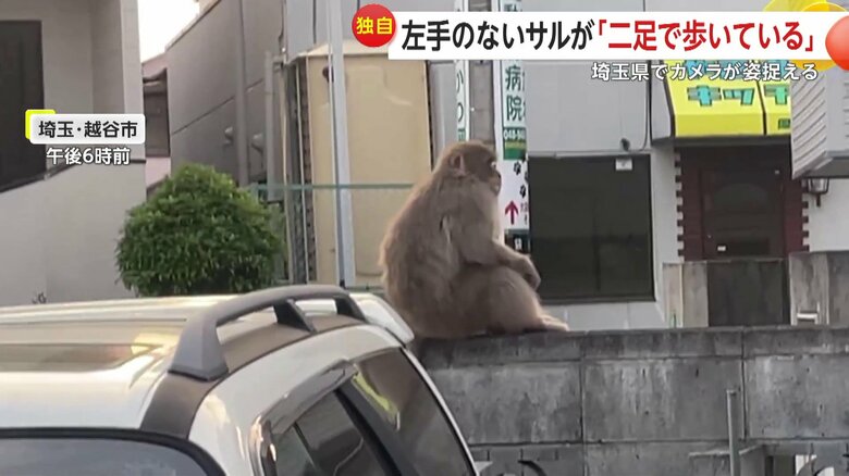 逃げる様子はない