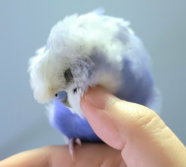 なでなでされて気持ちいい