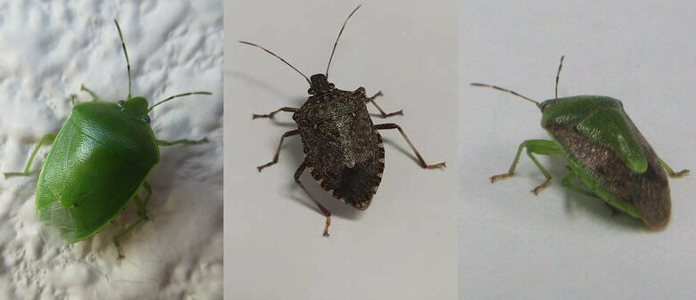 （左から）ツヤアオカメムシ、クサギカメムシ、チャバネアオカメムシ（提供：新谷さん）