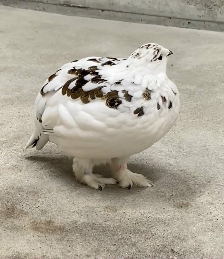 提供：市立大町山岳博物館