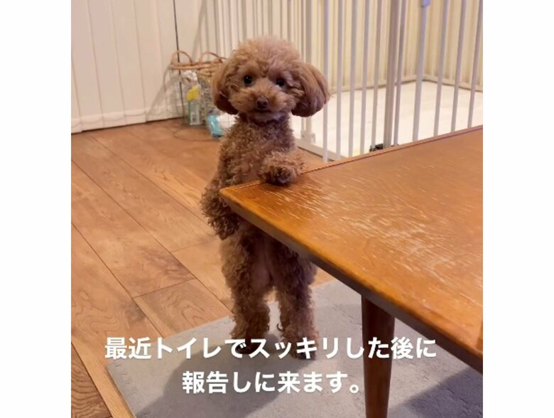 スッキリしたことを報告中（提供：トイプードル ディノセナとジュリさん）