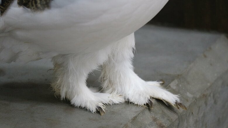 もふもふな脚（提供：市立大町山岳博物館）