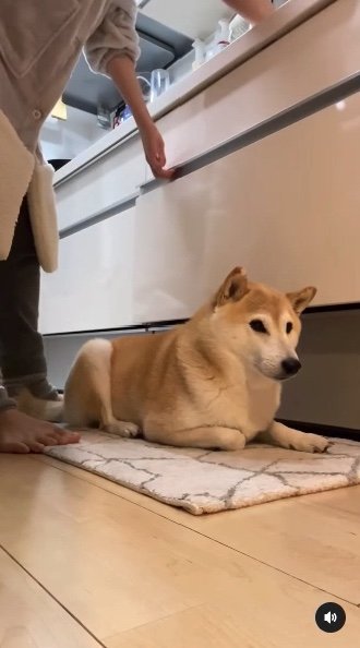 提供：柴犬Mamesuke・Korosuke大阪さん