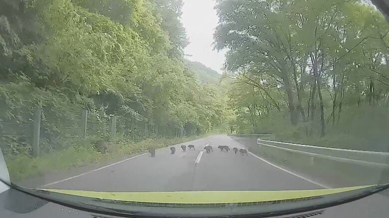 イノシシの群れ