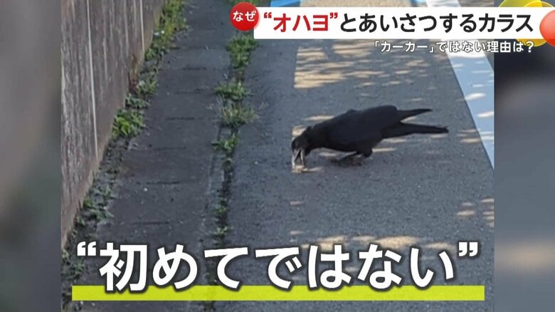 “オハヨ！カラス”に遭遇したのは初めてではないという撮影者