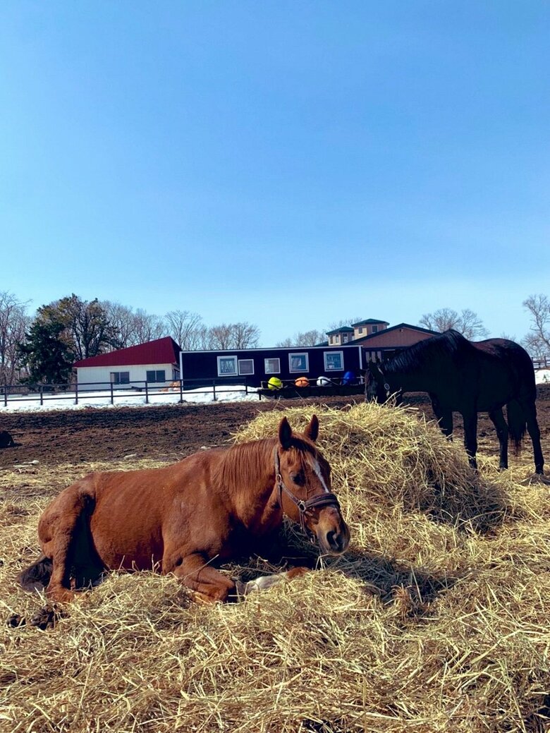 うとうとするアドマイヤジャパンとスカーレットレディ（右）