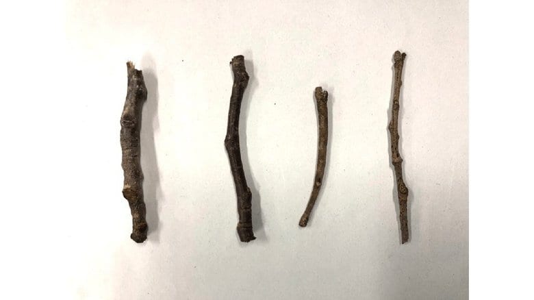 どう見ても4本の“小枝”…「どれが虫かわかりますか?」千葉市動物公園のクイズのレベルが高い