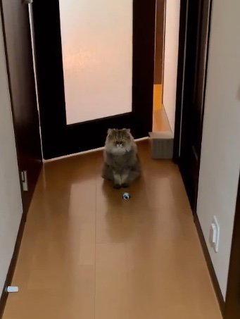 ボールで遊んで作戦（提供：ひなたさん）