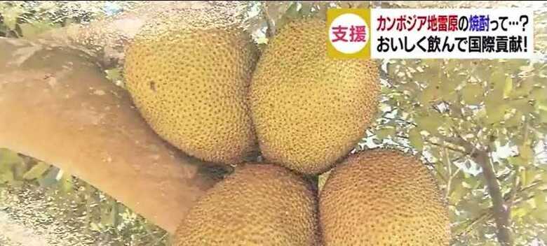 
ジャックフルーツ
